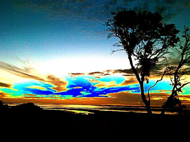 VIEW OF TREES AGAINST BLUE SKY