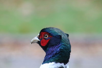 Close-up of a peacock