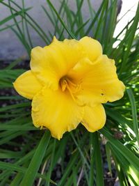 Close-up of fresh yellow flower