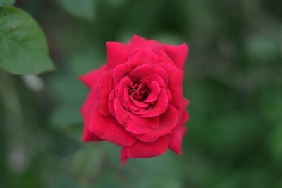 Close-up of red rose