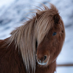 Close-up of icelandic horses