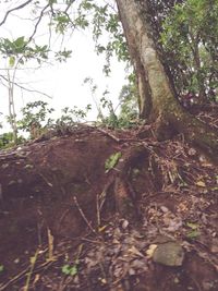 Low angle view of trees in forest