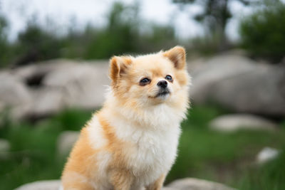 Close-up of pomeranian dog 