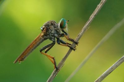 Close-up of grasshopper perching on leaf