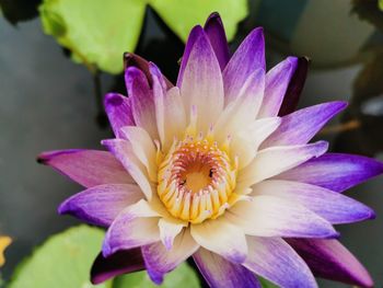 Close-up of pink water lily