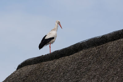 White stork stands on a roof of a residential building