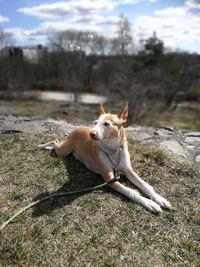 Dog looking away on field