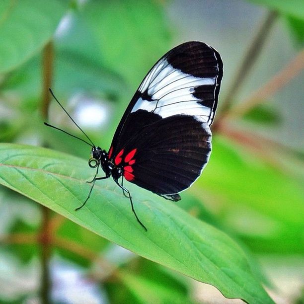 insect, one animal, animals in the wild, animal themes, wildlife, butterfly - insect, butterfly, focus on foreground, close-up, leaf, animal wing, animal markings, nature, perching, plant, beauty in nature, green color, day, full length, outdoors