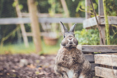 Rabbit sitting on land