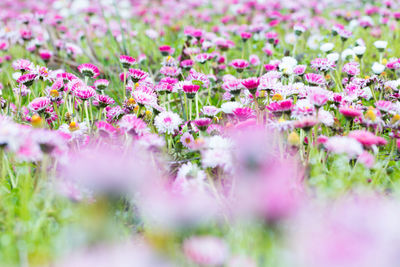 Close-up of pink flowering plants on field