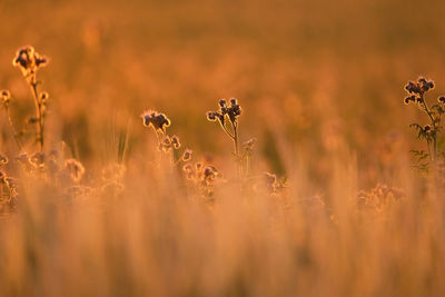 View of flowering plants on field during sunset