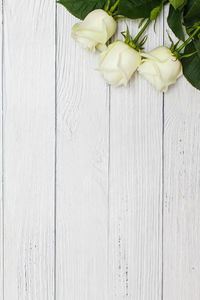 Close-up of white rose on table