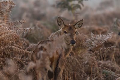 Portrait of deer on field