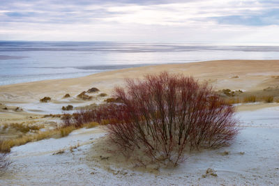 Scenic view of beach against sky