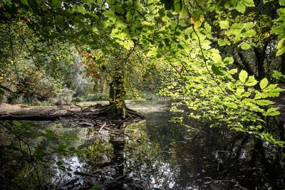 Trees growing by lake in forest