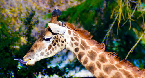 View of a giraffe against blurred background