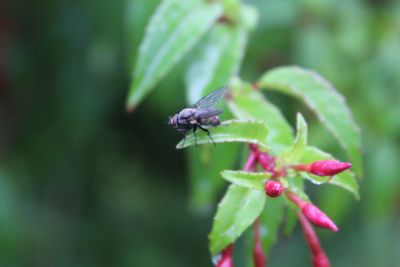 Close-up of insect on plant
