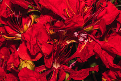 Full frame shot of red flowering plant