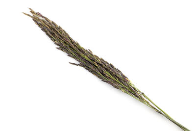 Close-up of plant against white background