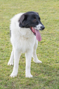 Close-up of dog on field