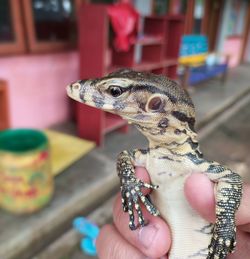 Friendly lizard in hold
