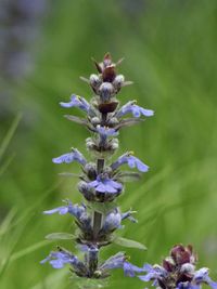 Close-up of purple flowering plant