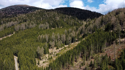 Scenic view of pine trees against sky