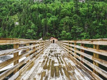 Footbridge amidst trees in forest