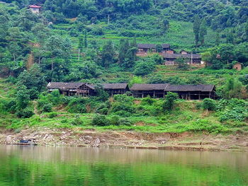 View of trees by pond