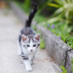 Portrait of kitten walking on footpath