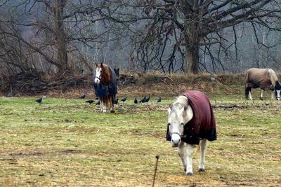 Horse grazing on grassy field