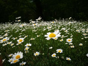 Close-up of white daisy flowers on field