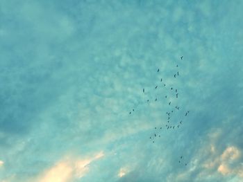 Low angle view of birds flying in sky
