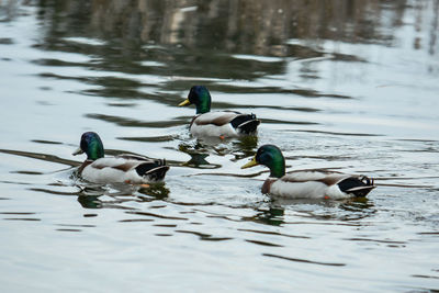 Ducks swimming in lake