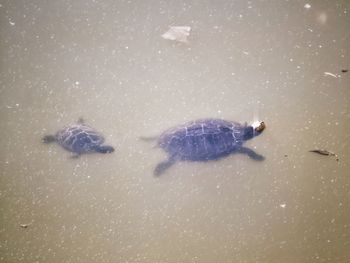 Close-up of insect swimming in water