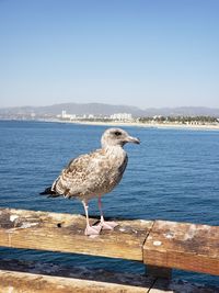 Seagull perching on a sea against clear sky