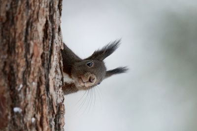 Close-up of a squirrel