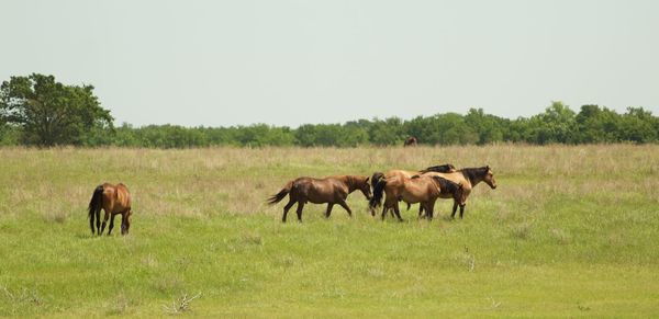 Horses in a field