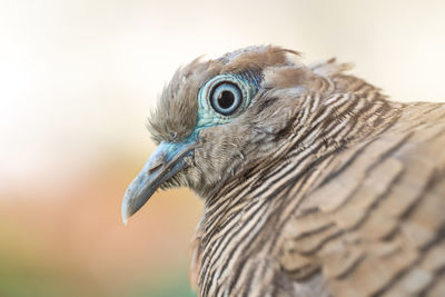 Close-up of a bird