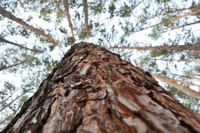 Low angle view of tree trunk