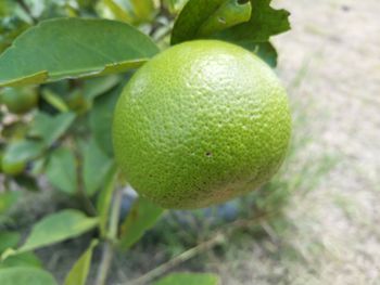 Close-up of fruits on tree