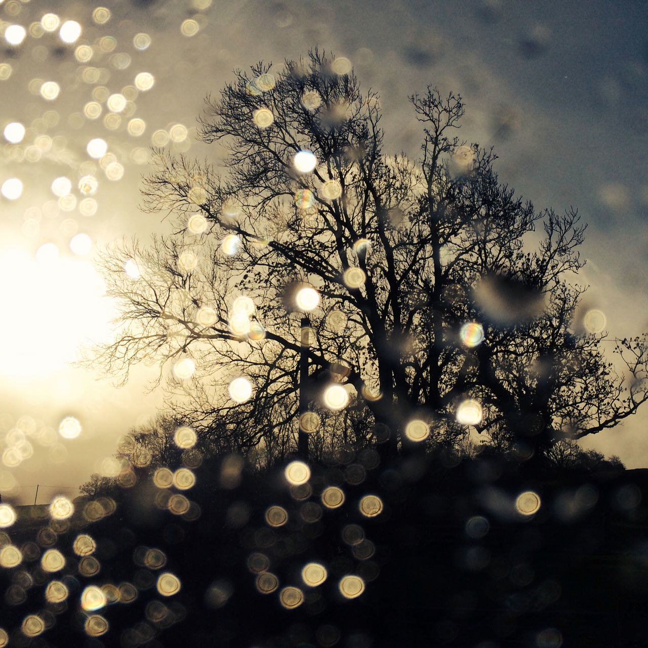 illuminated, low angle view, tree, sky, sun, branch, focus on foreground, lighting equipment, lens flare, close-up, nature, growth, fragility, beauty in nature, no people, outdoors, night, decoration, hanging, glowing