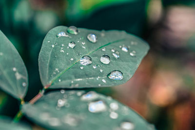 Close-up of raindrops on leaf