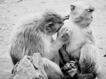 Monkeys relaxing on field