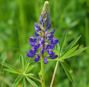 Close-up of purple flowering plant