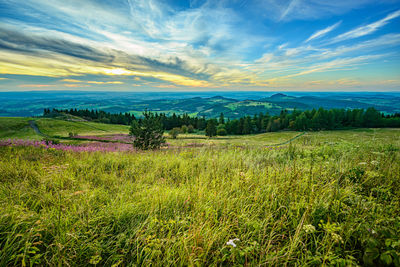 Scenic view of field against sky