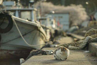 Cat living in okishima island with cherry blossom in full bloom