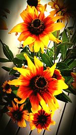 Close-up of sunflower blooming outdoors