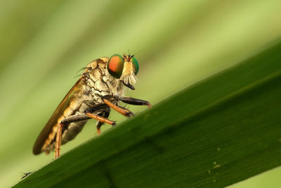 Close-up of insect on plant