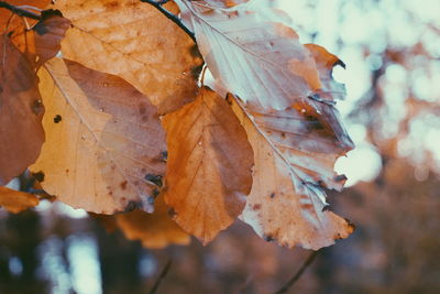 Close-up of dry maple leaf during autumn